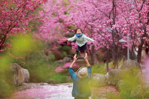 Child being tossed in the air amongst cherry blossom trees